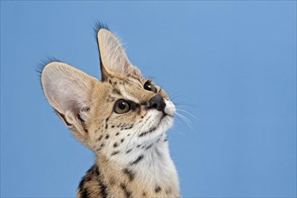 Serval (Leptailurus serval)