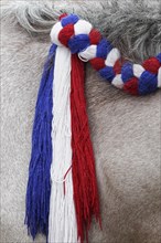 Horse's mane decorated with a plait in the Dutch national colours