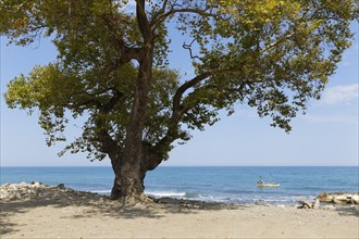 Oriental Plane Tree (Platanus orientalis) on the beach