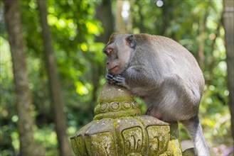 Long-Tailed Macaque or Crab-eating Macaque (Macaca fascicularis)