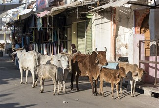 Cows in Pushkar streets