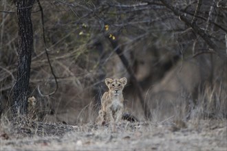Asiatic lion (Panthera leo persica) cub