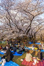 Japanese picnic under cherry blossoms in Yoyogi Park at Hanami Fest