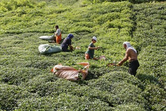 Tea pickers in tea plantation