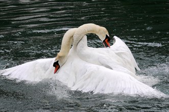 Two Mute Swans (Cygnus olor) fighting