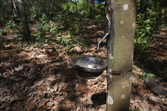 Rubber production on a rubber tree plantation