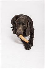 German Shorthaired Pointer chewing a carrot