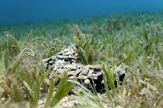 Sea cucumber (Actinopyga miliaris) camouflaged with leaves of the seagrass meadow