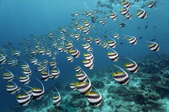 School of Schooling Bannerfish (Heniochus diphreutes) over a coral reef
