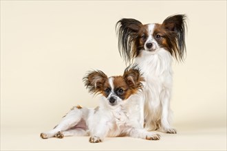 Two Papillons