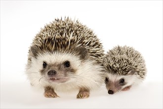 Four-toed Hedgehog or African Pygmy Hedgehog (Atelerix albiventris)