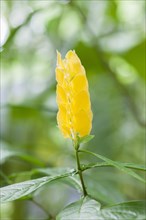 Lollipop Plant (Pachystachys lutea)