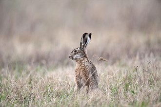 European Hare (Lepus europaeus) on a meadow