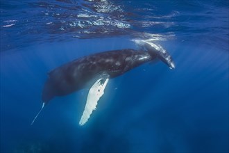 Humpback Whale (Megaptera novaeangliae) with young