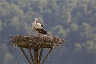 White Stork (Ciconia ciconia) with a begging young bird in the nest