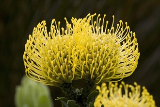 Pincushion Protea (Leucospermum spec.)