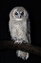 Young Tawny Owl (Strix aluco) perched on tree branch