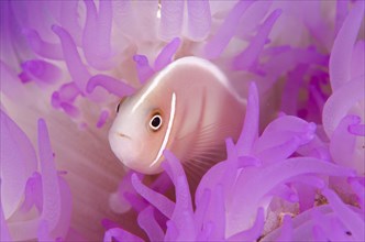 Pink Anemonefish (Amphiprion perideraion)