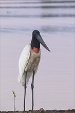 Jabiru stork (Jabiru mycteria)