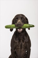 German Shorthaired Pointer retrieving a cucumber