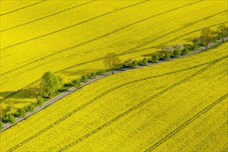 Blooming rapeseed fields avenue