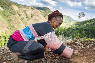 Mature woman from the Lahu people harvesting Broad Beans or Fava Beans (Vicia faba)