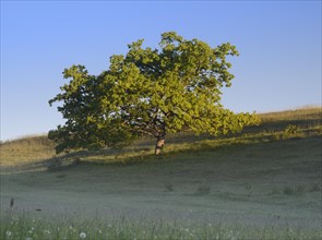 Oak tree on a rough pasture in the morning light