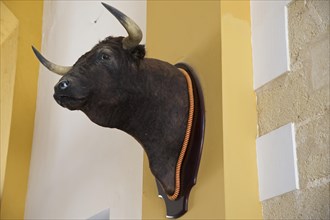 Bull's head as a trophy in the bullring