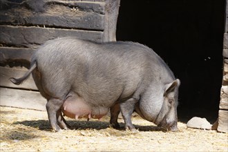 Vietnamese potbelly pig