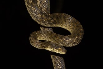 Malagasy cat-eyed snake (Madagascarophis colubrinus)