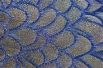 Feathers of a Cape Cormorant (Phalacrocorax capensis)