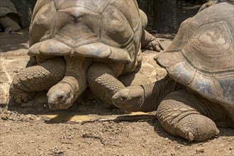 Two Aldabra giant tortoises (Aldabrachelys gigantea)