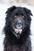 Black Old German Herding Dog with snout full of snow
