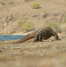 Komodo Dragon (Varanus komodoensis)