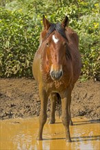 Horse taking a mud bath
