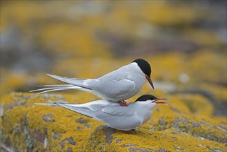 Arctic Terns (Sterna paradisaea)