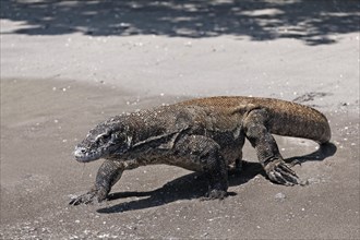 Komodo Dragon (Varanus komodoensis) running on the beach