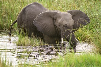 African Elephant (Loxodonta africana) standing in waterhole