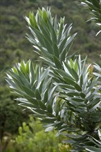 Silver tree (Leucadendrum argenteum)