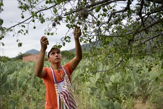 Teenager harvesting fruits of the Umbu tree (Spondias tuberosa)