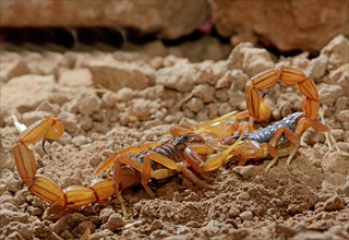 Moroccan scorpion (Buthus mardochei)