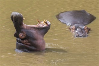 Hippo (Hippopotamus amphibius) with open mouth displaying dominance in a river