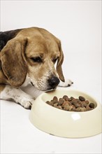 Beagle lying in front of a bowl of dry food