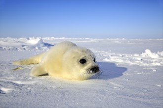 Harp seal (Pagophilus groenlandicus