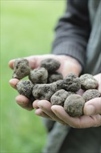 Truffle hunter with a handful of black truffles