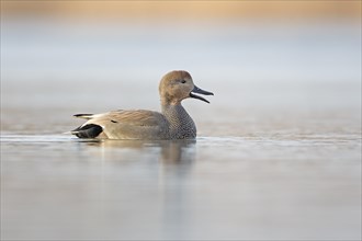 Gadwall (Anas strepera) male