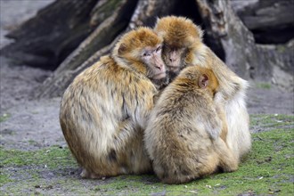 Barbary Macaques (Macaca sylvanus)