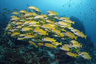 School of Bluestripe Snappers (Lutjanus kasmira) in front of a coral reef
