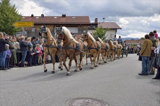 Ten-horse carriage with Haflinger horses from Leitzachtal Valley