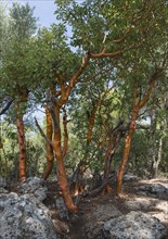 Greek Strawberry Tree (Arbutus andrachne)